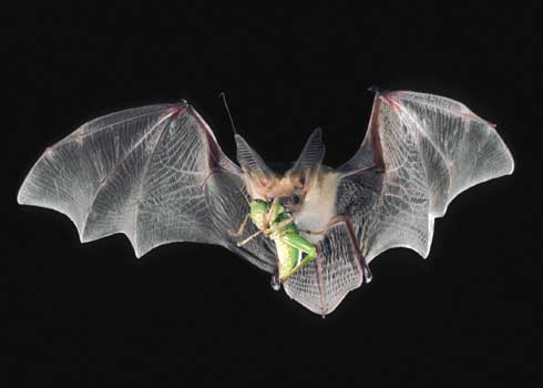 Pallid bat, <i>Antrozous pallidus,</i> in flight with grasshopper. Pallid bat, <i>Antrozous pallidus,</i> in flight with grasshopper.