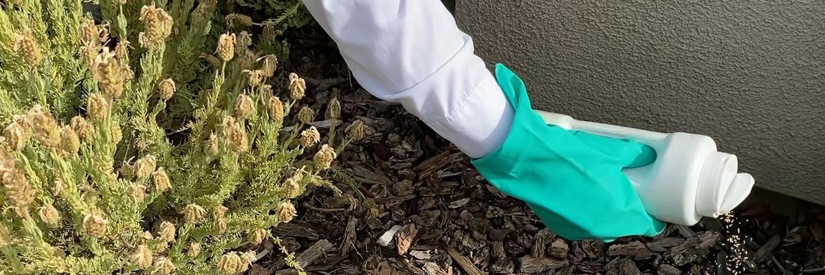 Gloved hand sprinkling bait onto wood mulch next to a house. Credit: Cheryl A. Reynolds, UC IPM
