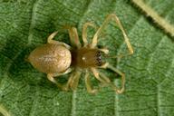 Clubionidae (including Corinnidae), sac spiders or twoclawed hunting spiders