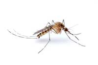 Adult Culex tarsalis mosquito
