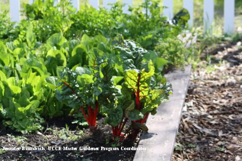 Beets, Beta vulgaris var. vulgaris, planted in a garden bed.
