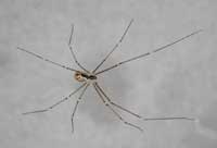 Marbled cellar spider.
