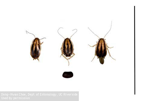 Three-lined cockroach, Luridiblatta trivittata. From left to right: adult male, adult female, adult female carrying an ootheca. Ootheca (egg case) below.