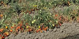 Above-ground symptoms