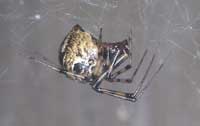Common house spider.