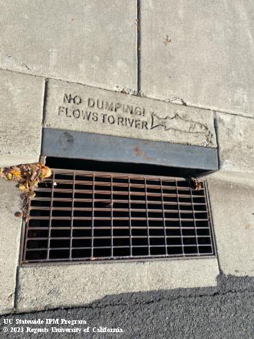 A metal grate in a concrete pavement with the words "No dumping! Flows to river" and an outline drawing of a fish. Credit: Lauren Fordyce, UC IPM