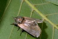 Redhumped caterpillar moth (adult).